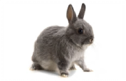 Pet sitting image 2